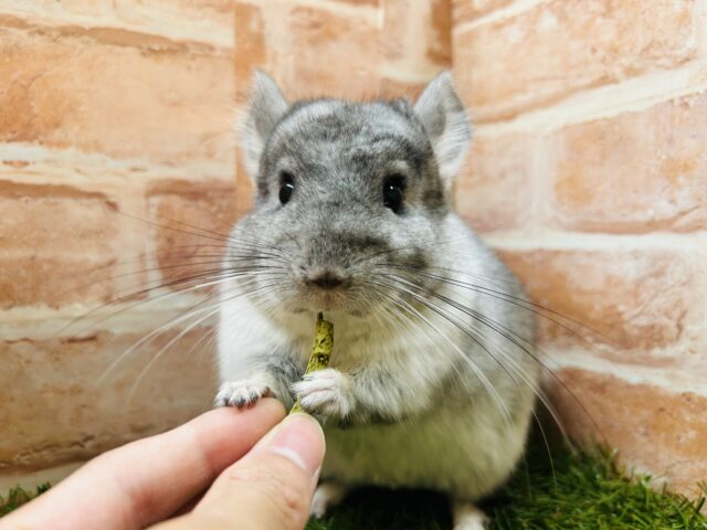 チンチラ