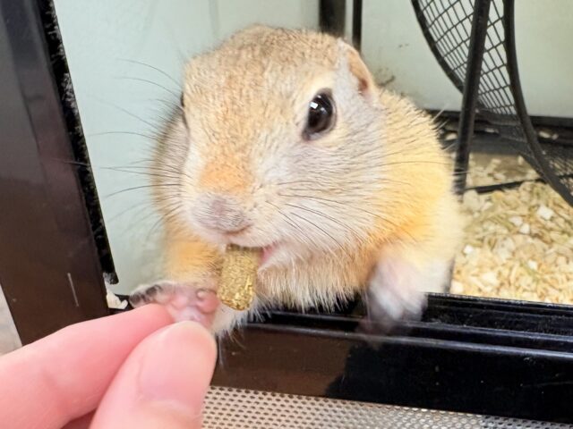 リチャードソンジリス