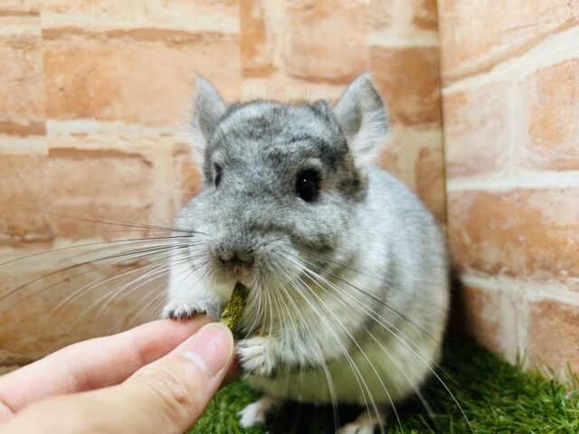 チンチラ