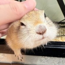 【最新画像】元気いっぱい！構ってアピール💖リチャードソンジリス（男の子）