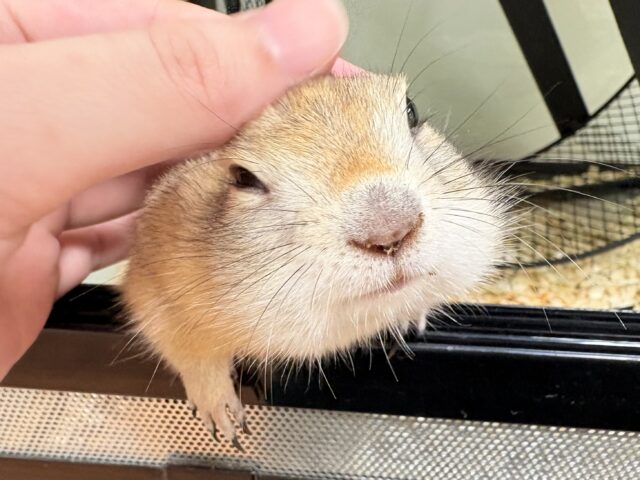 【最新画像】元気いっぱい！構ってアピール💖リチャードソンジリス（男の子）