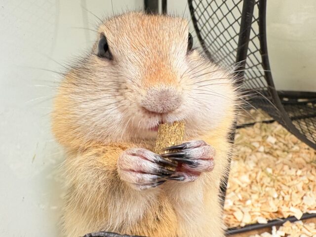 リチャードソンジリス