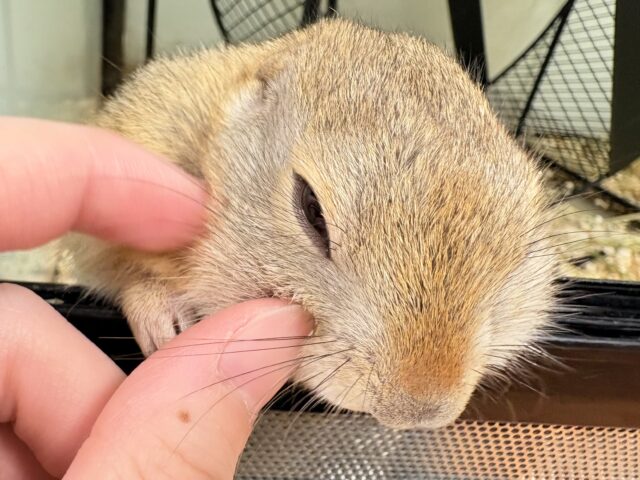 リチャードソンジリス