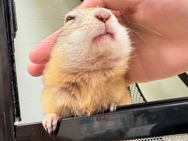 リチャードソンジリス