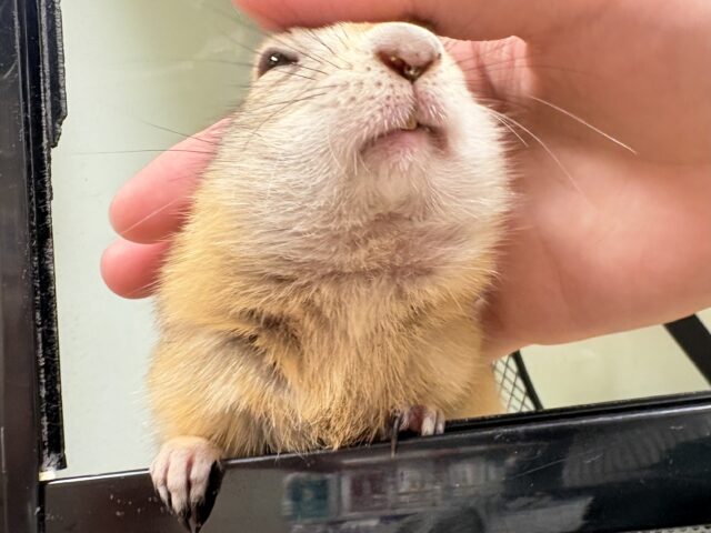 リチャードソンジリス