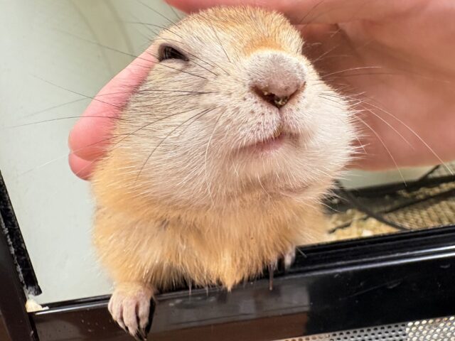 リチャードソンジリス