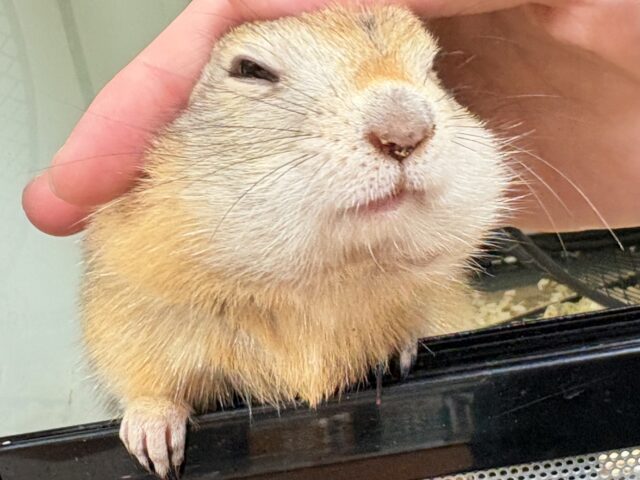 リチャードソンジリス