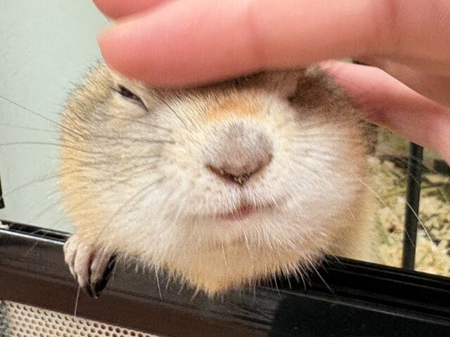 リチャードソンジリス