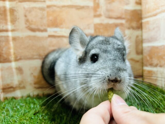 チンチラ