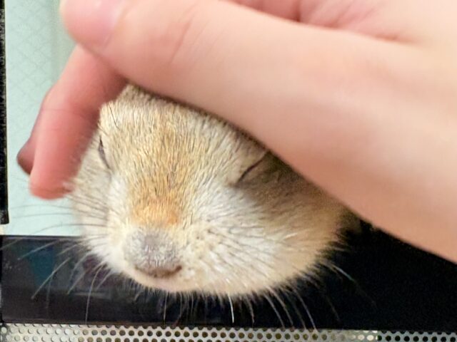 リチャードソンジリス