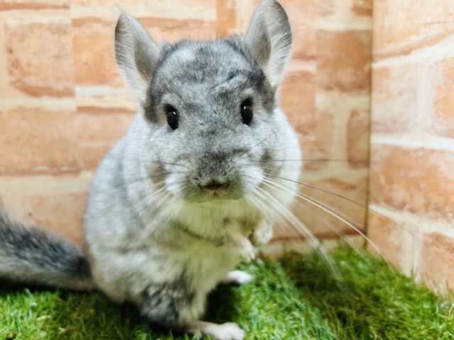 チンチラ