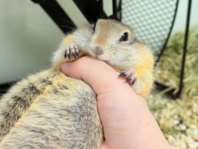 リチャードソンジリス