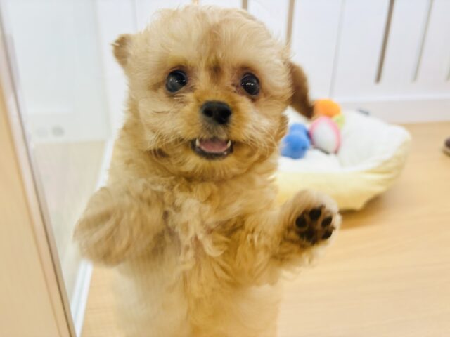 チワプー