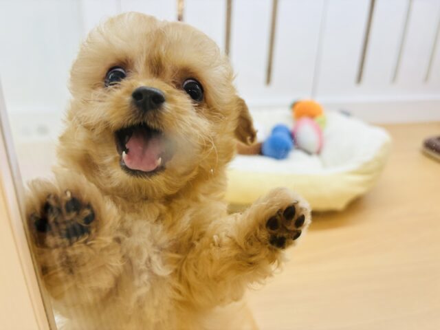 チワプー