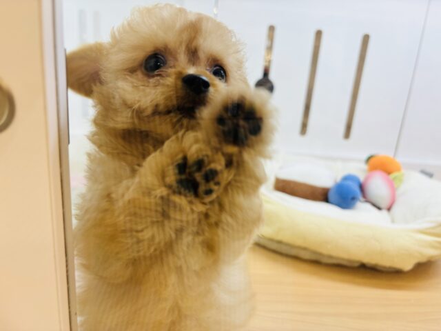 チワプー