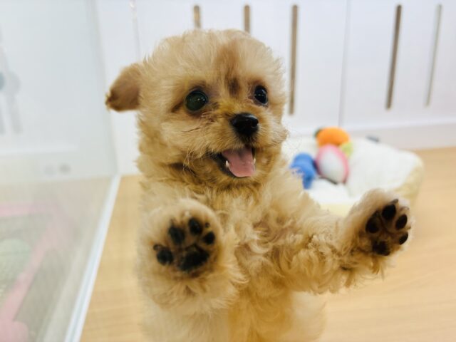 チワプー