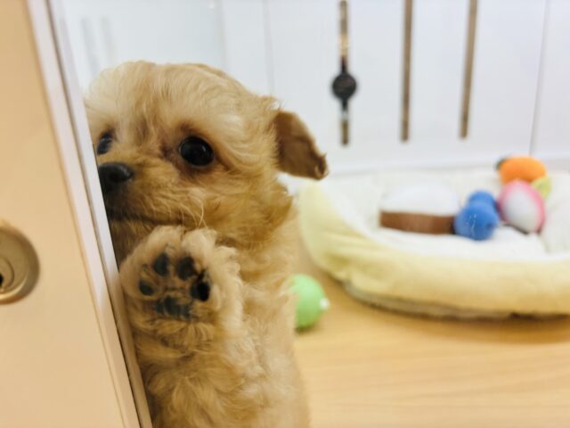 チワプー