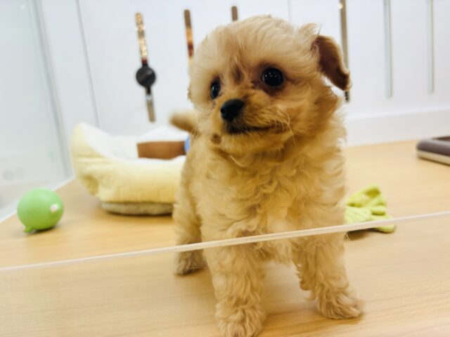 チワプー