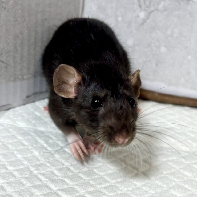 ファンシーラット