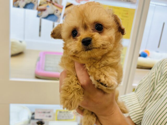 チワプー