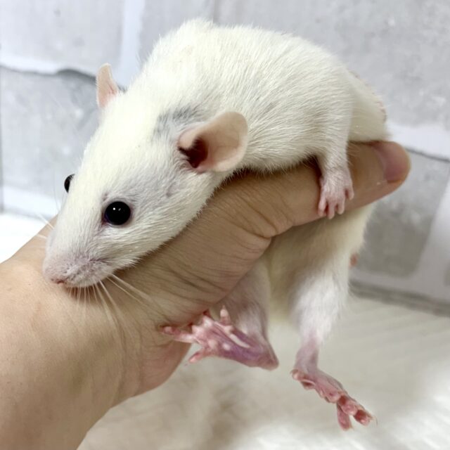 ファンシーラット