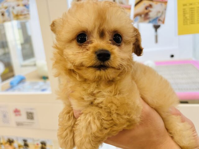 チワプー