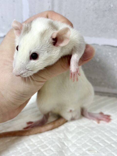 ファンシーラット