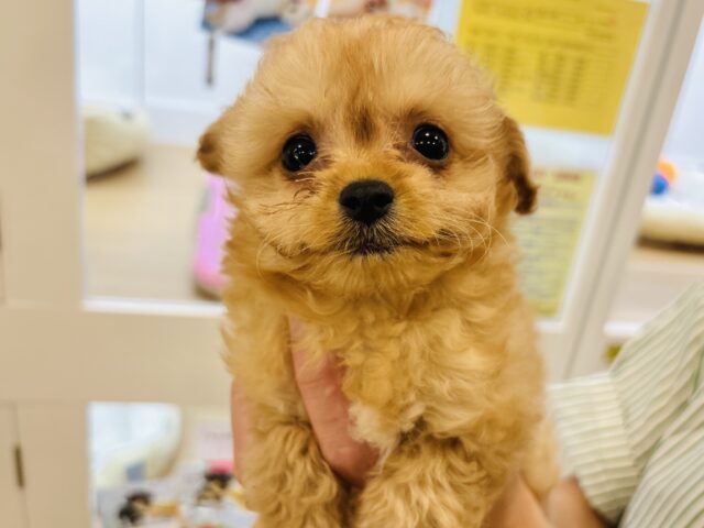 チワプー