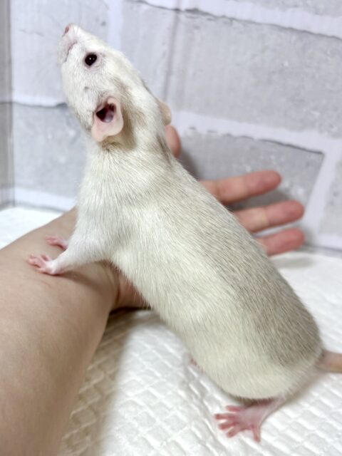 ファンシーラット