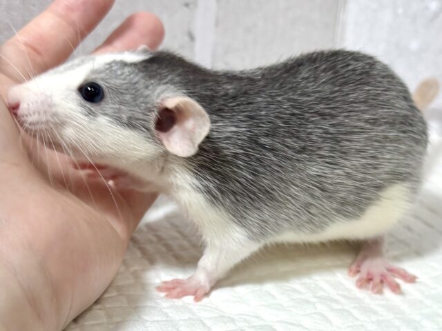 ファンシーラット