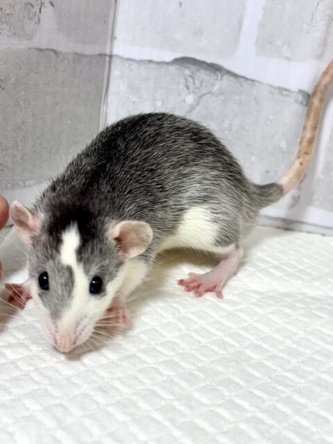ファンシーラット