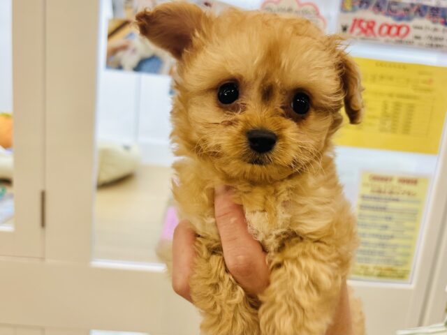 チワプー