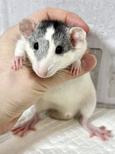 ファンシーラット