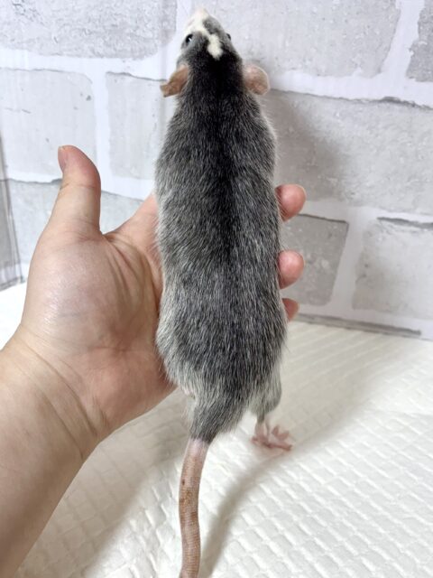 ファンシーラット