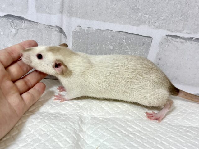 ファンシーラット
