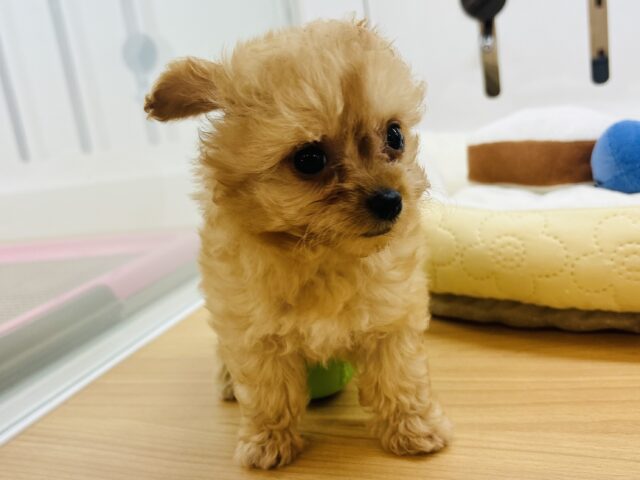 チワプー