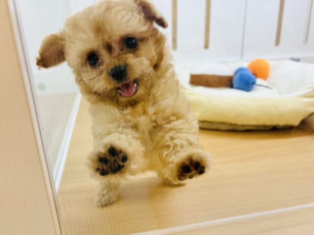チワプー