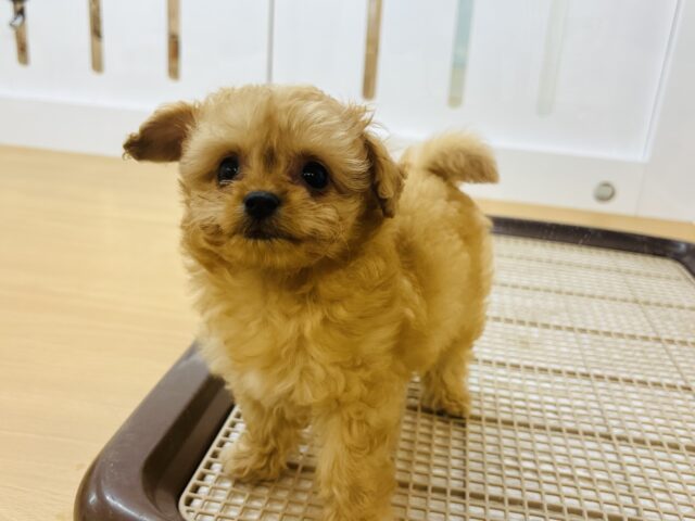 チワプー