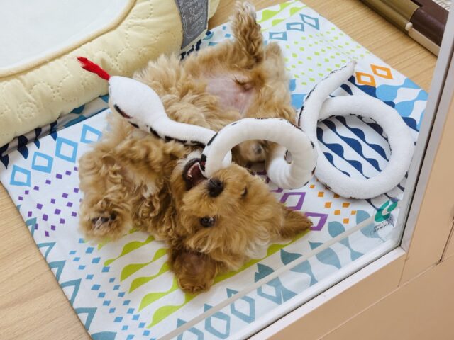 マルプー