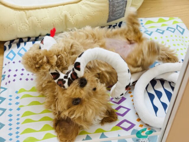 マルプー