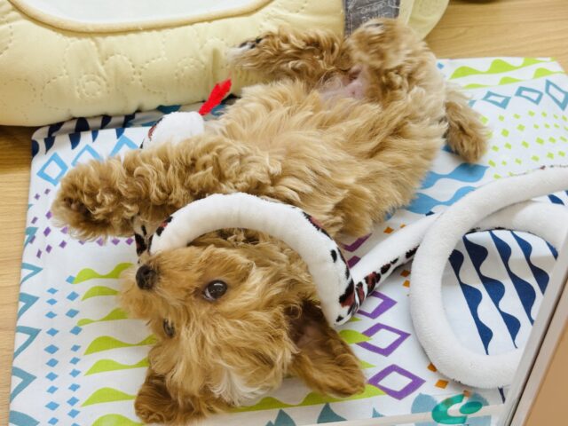 マルプー