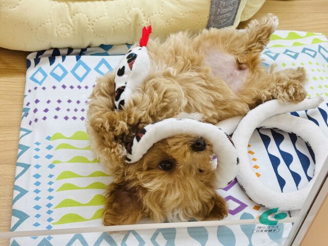 マルプー