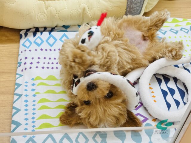 マルプー
