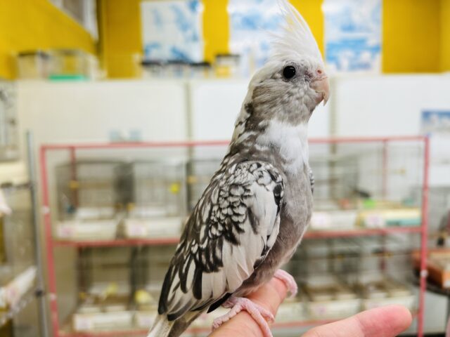 オカメインコ