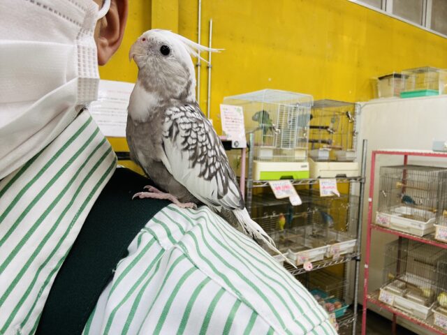 オカメインコ