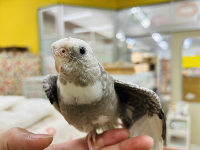 オカメインコ