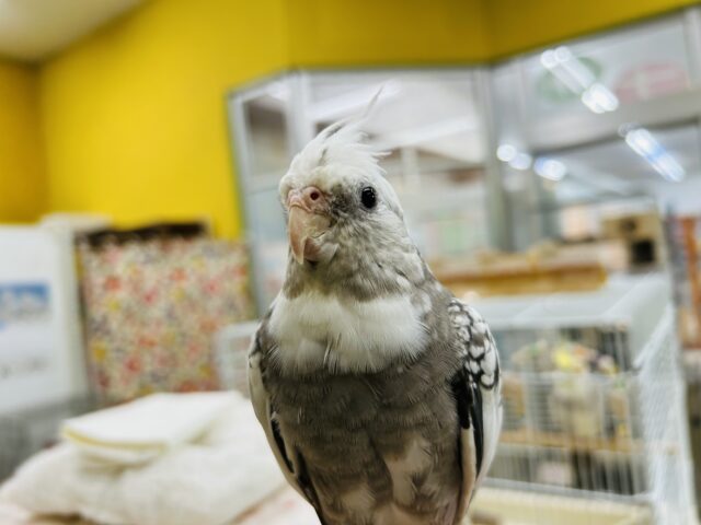 オカメインコ