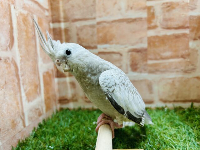 オカメインコ