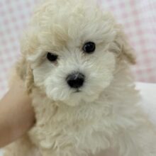 ふわふわモコモコ！トイプードルくん！