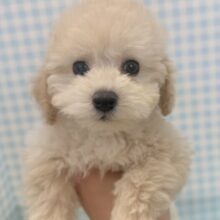 ふわふわモコモコ！トイプードルくん！